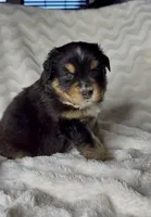 Max , a male Australian Shepherd for sale in Madera, CA – Photo 1 of 10