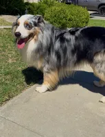 Autumn , a female Australian Shepherd for sale in Madera, CA – Photo 6 of 7