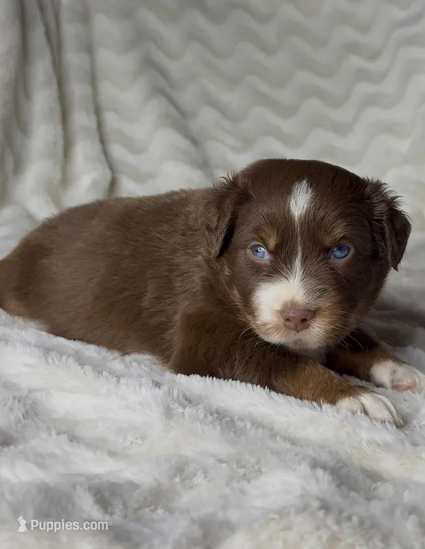 Autumn  – Australian Shepherd puppy for sale in Madera, CA