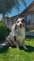 Autumn , a female Australian Shepherd for sale in Madera, CA – Photo 4 of 7
