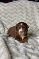 Autumn , a female Australian Shepherd for sale in Madera, CA – Photo 2 of 7