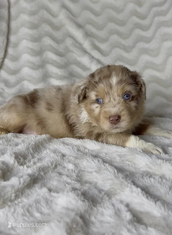 Leo  – Australian Shepherd puppy for sale in Madera, CA