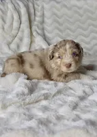 Leo , a male Australian Shepherd for sale in Madera, CA – Photo 2 of 8