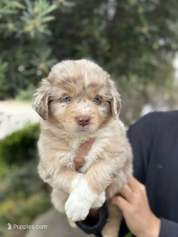 Leo  – Australian Shepherd puppy for sale in Madera, CA