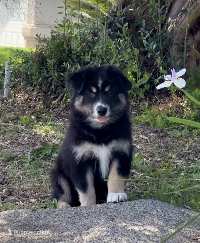 Tucker  – Australian Shepherd puppy for sale in Madera, CA