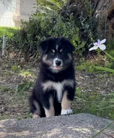 Tucker , a male Australian Shepherd for sale in Madera, CA – 1 of 8