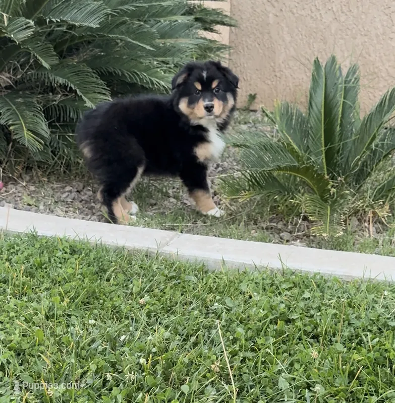 Max  – Australian Shepherd puppy for sale in Madera, CA