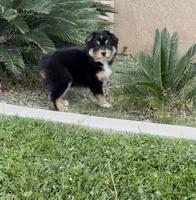 Max , a male Australian Shepherd for sale in Madera, CA – 1 of 9
