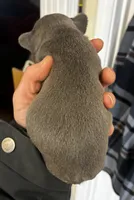 Itty, a female French Bulldog for sale in Raymore, MO – Photo 2 of 3