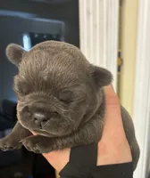 Itty, a female French Bulldog for sale in Raymore, MO – Photo 1 of 3