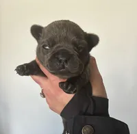 Itty, a female French Bulldog for sale in Raymore, MO – Photo 3 of 3