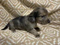 Tiger, a male Miniature Dachshund for sale in Harrison, AR – 5 of 10