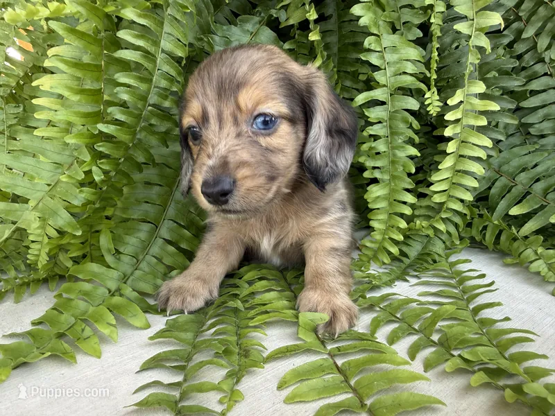 Tiger – Miniature Dachshund puppy for sale in Harrison, AR