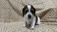 Harvey, a male Miniature Dachshund for sale in Harrison, AR – 9 of 10