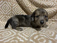 Tiger, a male Miniature Dachshund for sale in Harrison, AR – 10 of 10