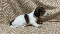 Harvey, a male Miniature Dachshund for sale in Harrison, AR – 8 of 10