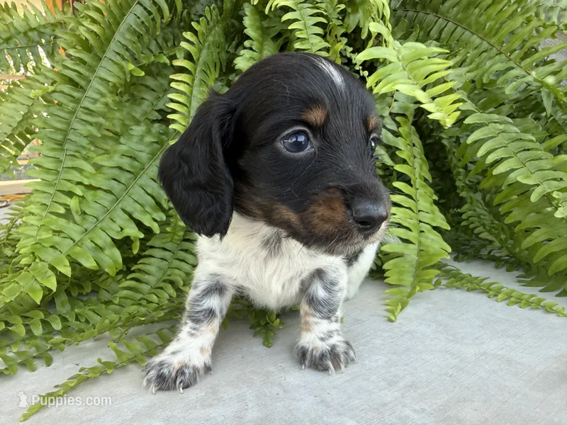 Denton – Miniature Dachshund puppy for sale in Harrison, AR