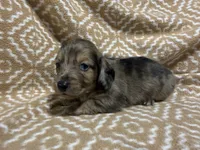 Tiger, a male Miniature Dachshund for sale in Harrison, AR – 6 of 10