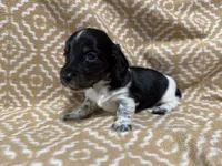 Denton, a male Miniature Dachshund for sale in Harrison, AR – 3 of 10