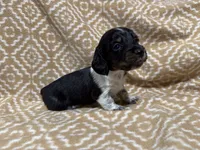 Denton, a male Miniature Dachshund for sale in Harrison, AR – 9 of 10