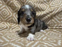 Gandy, a male Miniature Dachshund for sale in Harrison, AR – 10 of 10