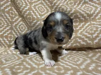 Gandy, a male Miniature Dachshund for sale in Harrison, AR – 2 of 10
