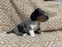 Gandy, a male Miniature Dachshund for sale in Harrison, AR – 6 of 10