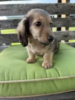 Dexter, a male Miniature Dachshund for sale in Harrison, AR – 2 of 10