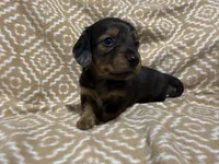 Polly, a female Miniature Dachshund for sale in Harrison, AR – 3 of 8