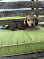 Dexter, a male Miniature Dachshund for sale in Harrison, AR – 3 of 10