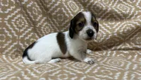 Harvey, a male Miniature Dachshund for sale in Harrison, AR – 7 of 10