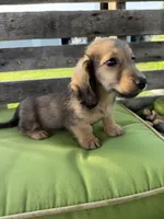Dexter, a male Miniature Dachshund for sale in Harrison, AR – 6 of 10