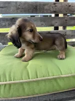 Dexter, a male Miniature Dachshund for sale in Harrison, AR – 7 of 10