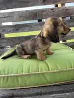 Dexter, a male Miniature Dachshund for sale in Harrison, AR – 4 of 10