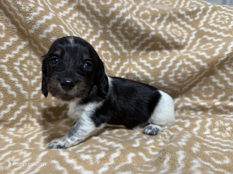 Denton – Miniature Dachshund puppy for sale in Harrison, AR
