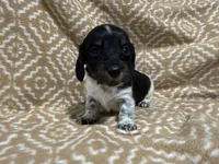 Denton, a male Miniature Dachshund for sale in Harrison, AR – 7 of 10