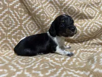 Denton, a male Miniature Dachshund for sale in Harrison, AR – 2 of 10