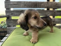 Dexter, a male Miniature Dachshund for sale in Harrison, AR – 8 of 10