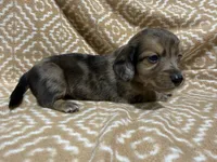 Tiger, a male Miniature Dachshund for sale in Harrison, AR – 9 of 10