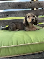 Dexter, a male Miniature Dachshund for sale in Harrison, AR – 5 of 10