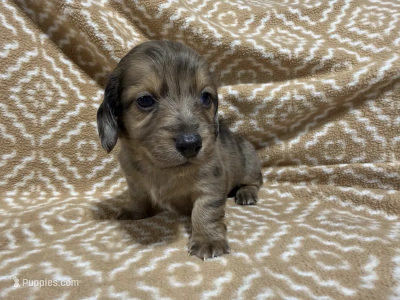 Tiger – Miniature Dachshund puppy for sale in Harrison, AR