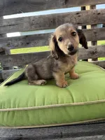 Dexter, a male Miniature Dachshund for sale in Harrison, AR – 10 of 10
