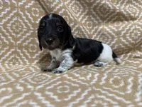 Denton, a male Miniature Dachshund for sale in Harrison, AR – 6 of 10