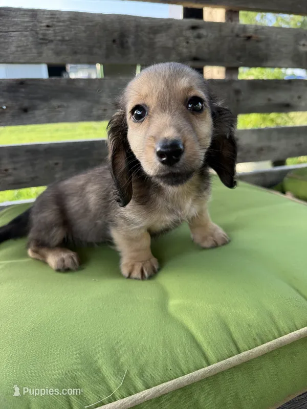 Dexter – Miniature Dachshund puppy for sale in Harrison, AR
