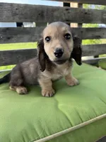 Dexter, a male Miniature Dachshund for sale in Harrison, AR – 9 of 10