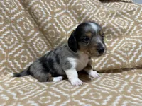 Gandy, a male Miniature Dachshund for sale in Harrison, AR – 4 of 10