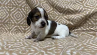 Harvey, a male Miniature Dachshund for sale in Harrison, AR – 10 of 10