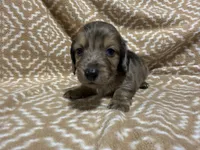 Tiger, a male Miniature Dachshund for sale in Harrison, AR – 4 of 10