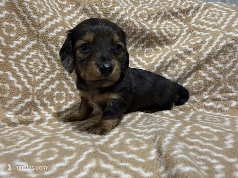 Polly – Miniature Dachshund puppy for sale in Harrison, AR