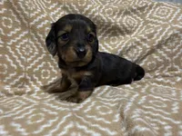 Polly, a female Miniature Dachshund for sale in Harrison, AR – 1 of 8